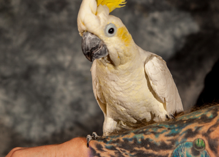 Photo of Willie Woodstock